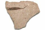 Fossil Eocrinoid (Ascocystites) - El Kaid Rami, Morocco #376460-1